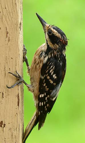 This male hairy woodpecker is a hot mess, but that didn't stop him from tirelessly collecting food for his chicks. This male hairy woodpecker is a hot mess, but that didn't stop him from tirelessly collecting food for his chicks.