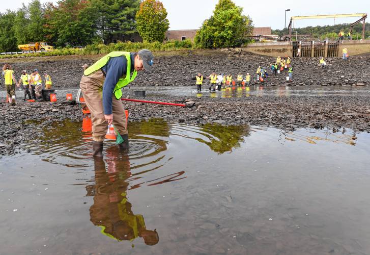 Kari Kastango, who is on the board of trustees at the Connecticut River Conservancy, searches small pools in the drained power canal in Turners Falls for sea lampreys and other water life that can be saved. The power canal is drained annually for maintenance.