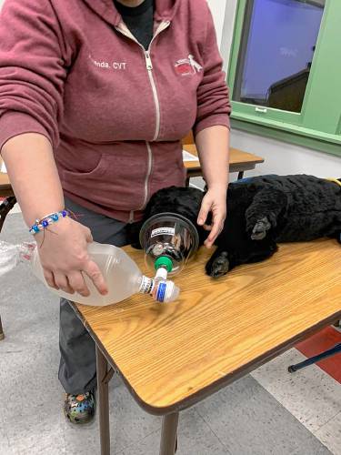 Dr. Kaitlyn Boucher, an emergency medicine specialist at Veterinary Emergency & Specialty Hospital in South Deerfield, demonstrates a medical technique.