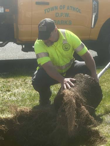 DPW worker Jeff Summers lowers an October Glory red maple into the hole dug for the tree planting held at Athol Community Elementary School in honor of Arbor Day.