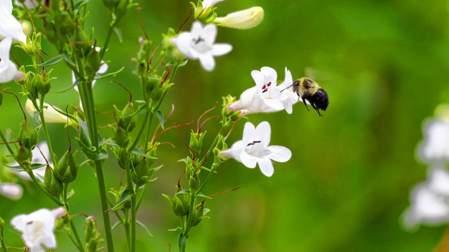 A  bumblebee visits a floxglove beardtongue, which are native to New England. Some homeowners are putting pollinator gardens on their properties as an alternative to grass lawns.