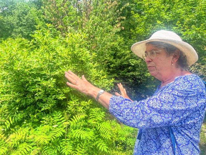 Heidi Dollard explains the large bushes and trees provide lots of food and habitat for bugs and birds compared to grasses or flowers.