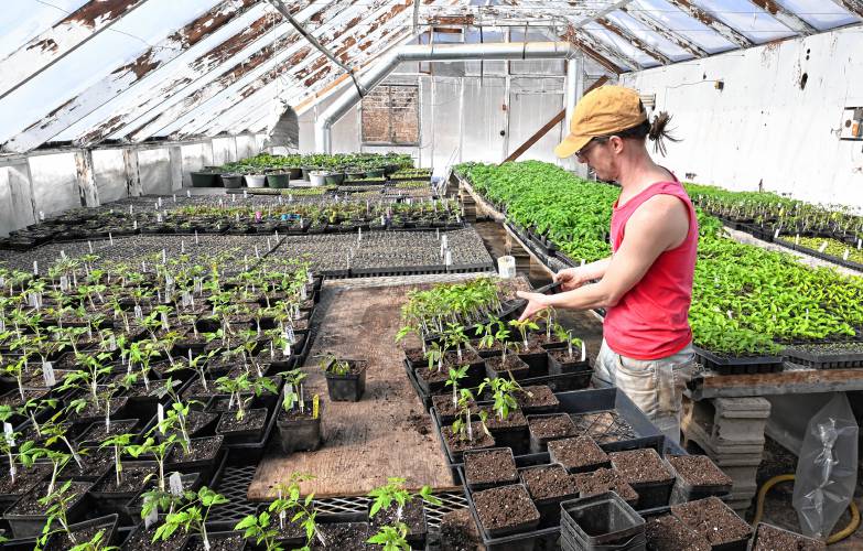 Caleb Kenny works with tomato starts in a greenhouse at Red Fire Farm in Montague.