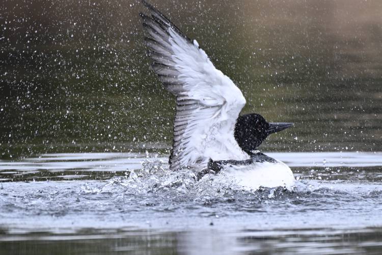 A loon on the Quabbin Reservoir could be seen splashing about in behavior that may be tied to preening and bathing, spreading waterproofing oils on its feathers, or territorial behavior.