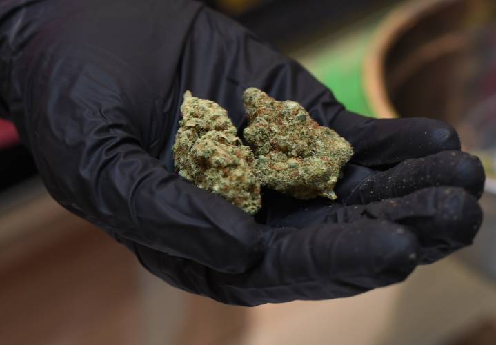 Marijuana buds. Marijuana buds.