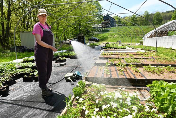 Amy Murray of Hillside Nursery in Ashfield waters flower starts.