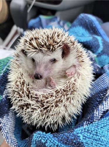In addition to providing massage therapy to humans and other animals, Belchertown resident Jen Matos brings a remarkable variety of critters out into the community to meet, greet, and cheer people. Luna the hedgehog is a fan favorite, along with CC the miniature horse, Queen Lola the bearded dragon, Buttercup the pot-bellied pig, and a python named nibbler.