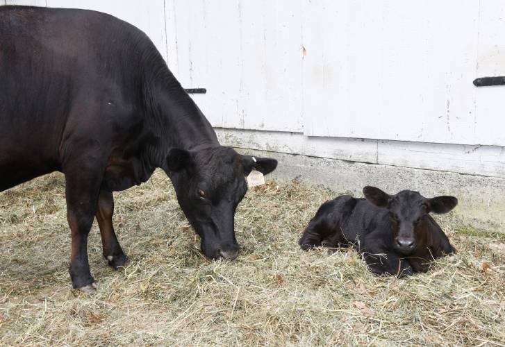 A cow and calf at Moody Family Farm in Bernardston.  “We currently have 13 cows, including five cow-calf pairs. One mama had two calves with us here. We also have a bull and a heifer. We plan to grow to about 30 head to fit within our available pasture,” says Aaron Moody.