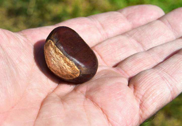 A chestnut at the Big River Chestnut Farm in Sunderland. 