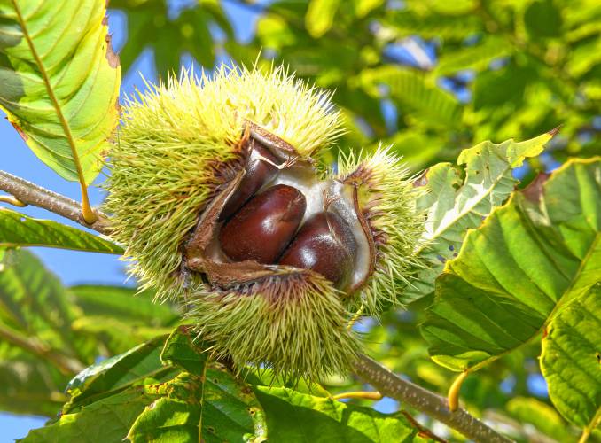 Chestnuts are seen in this bursting burr at the Big River Chestnut Farm in Sunderland. 