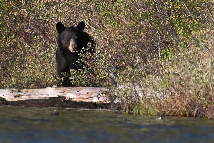 A black bear was seen emerging from the bush, pausing for a moment by a fallen log, on the shore of Wickett Pond in Wendell earlier this week. A black bear was seen emerging from the bush, pausing for a moment by a fallen log, on the shore of Wickett Pond in Wendell earlier this week.