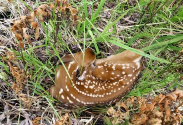 A young fawn in a field. It is advised that if you see a fawn to leave it alone.