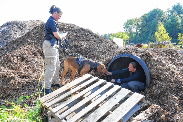 Erving K-9 Officer Laura Gordon and Ziva scent tracked Kelly Veautour to her hiding place in a pile of mulch at the Orange Department of Public Works next to the Orange Airport, where the Northeast Houndsmen organized training exercises on Monday for tracking dogs and their handlers.