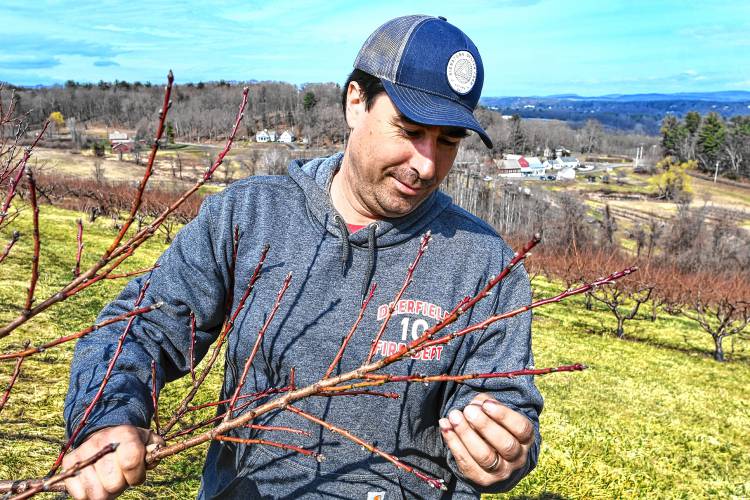 Ben Clark of Clarkdale Fruit Farms in Deerfield examines buds on peach trees in his family’s orchard.