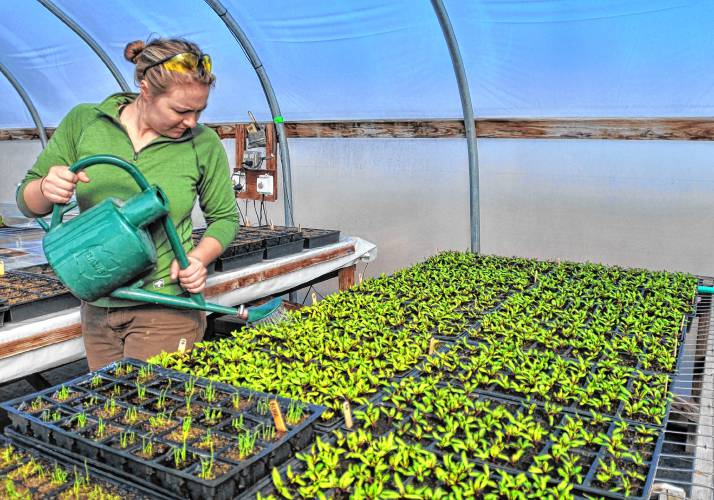 Annalise Clausen waters beets at Astarte Farm in Hadley.
