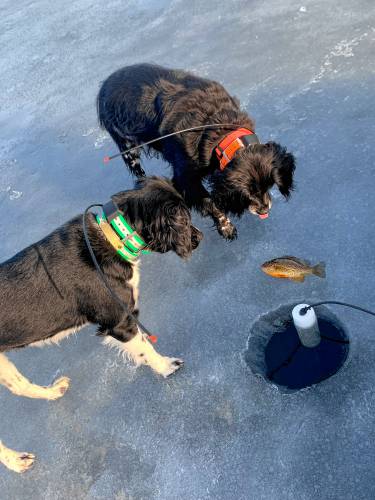 Laney points a pumpkinseed caught jigging through the ice as Tessie solidly “backs.”