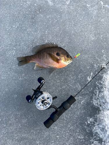 A big bluegill taken jigging.