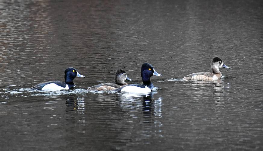 What appear to be ring-necked ducks glide along on Laurel Lake in Warwick recently. What appear to be ring-necked ducks glide along on Laurel Lake in Warwick recently.