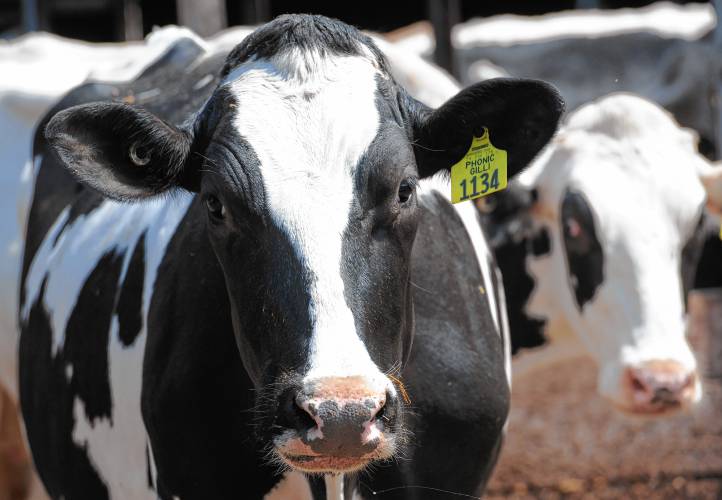 Earlier this year, a nationwide outbreak of Highly Pathogenic Avian Influenza in cows caused panic for dairy farmers everywhere. Now, Massachusetts has become the only state to test all of its dairy herds and achieve 100% negative results for the virus. Earlier this year, a nationwide outbreak of Highly Pathogenic Avian Influenza in cows caused panic for dairy farmers everywhere. Now, Massachusetts has become the only state to test all of its dairy herds and achieve 100% negative results for the virus.