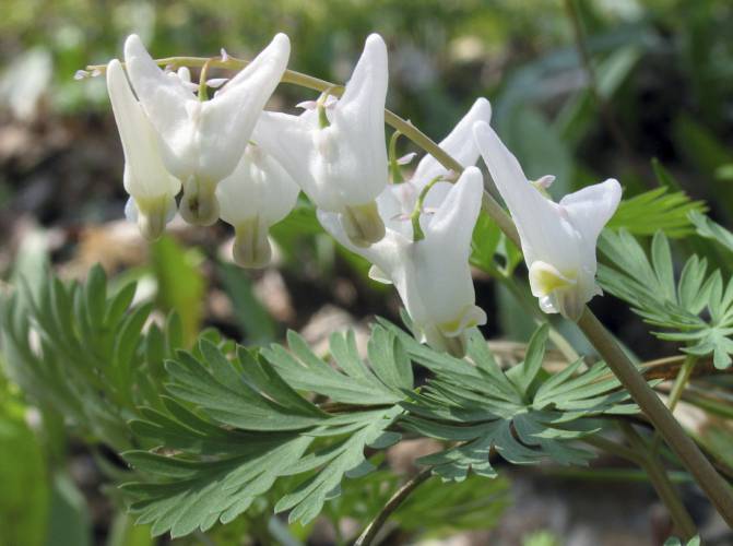 This July 12, 2005, image provided by Bugwood.org shows dutchman’s breeches (Dicentra cucullaria).