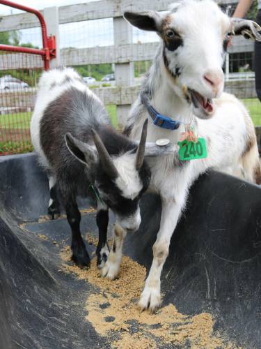 One hundred and forty-seven animals, including pigs, goats, chickens, geese, ducks, cattle, horses, donkeys and dogs, were removed from a single property in Franklin County on April 16 and were formally surrendered by the owner on April 22. The animals are now available for adoption at Nevins Farm in Methuen.