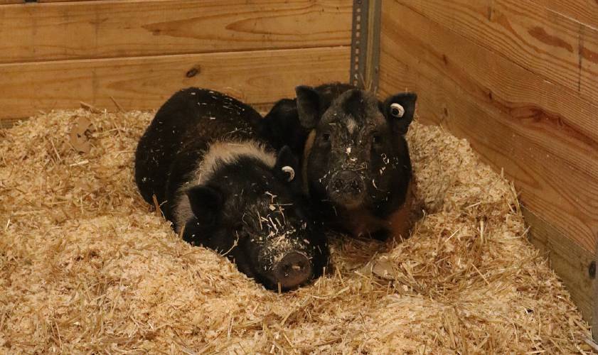One hundred and forty-seven animals, including pigs, goats, chickens, geese, ducks, cattle, horses, donkeys and dogs, were removed from a single property in Franklin County and surrendered by the owner. The animals are now available for adoption in Methuen.