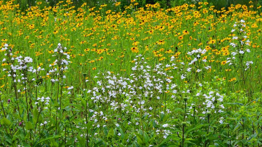Phippen and Adam’s pollinator meadow currently consists of black-eyed susans and beardstongue, and new flowers will continue to bloom unlike frost.