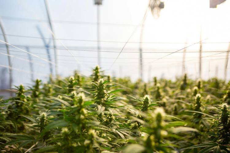The distinction between cannabis and hemp “is really just a legal fiction, a legal creation,” a leading cannabis lawyer told the Joint Committee on Cannabis Policy. The distinction between cannabis and hemp “is really just a legal fiction, a legal creation,” a leading cannabis lawyer told the Joint Committee on Cannabis Policy.