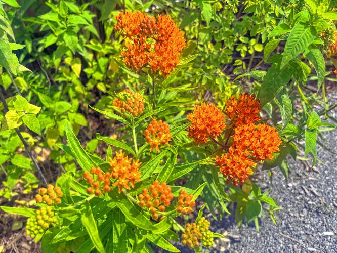 Butterfly weed is a popular native plant for bees and butterflies.