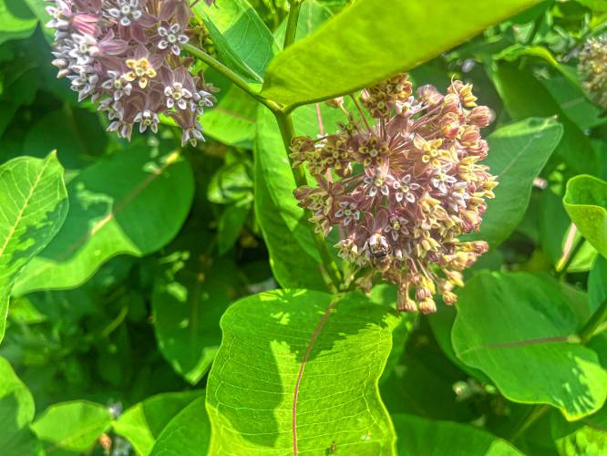 Non-native honey bees are generalist who pollinate all types of flowers, including native common milkweed.