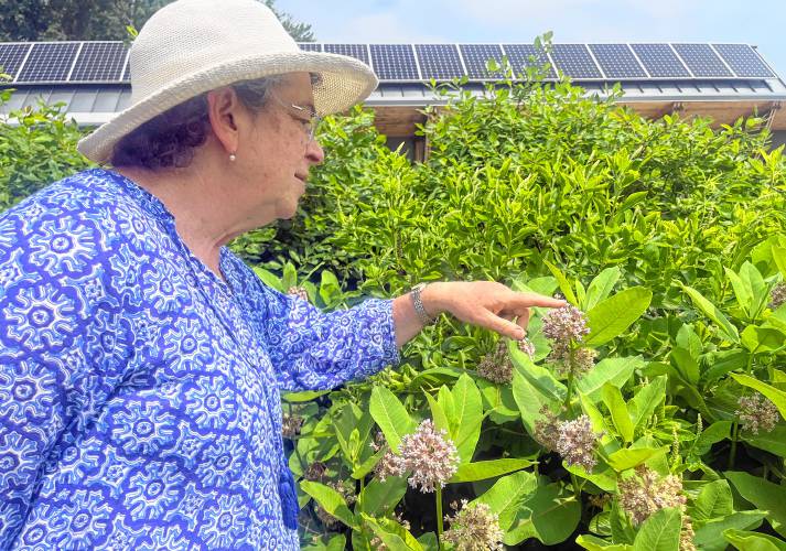 Heidi Dollard explains that common milkweed are host plants for declining monarch butterflies as honeybees dominate the flowerheads.