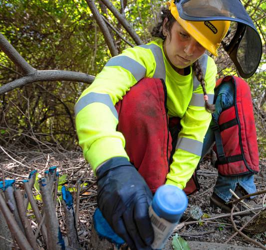 Phoebe Weinberg applies herbicide to an invasive species she just cut down on property in South Hadley as part of the NextGen Forest Project, a pilot program run by The Nature Conservancy.