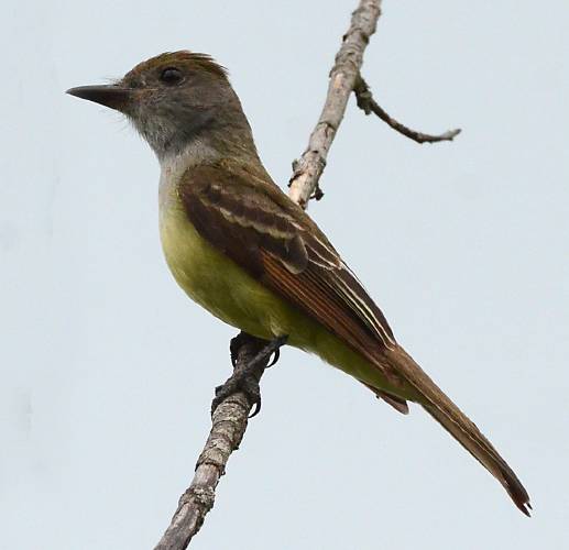 On a cloudy day, after spending days, hours, weeks in my Thinking Chair, an adult great crested flycatcher just happened to perch on a dead branch where I could actually see it. On a cloudy day, after spending days, hours, weeks in my Thinking Chair, an adult great crested flycatcher just happened to perch on a dead branch where I could actually see it.