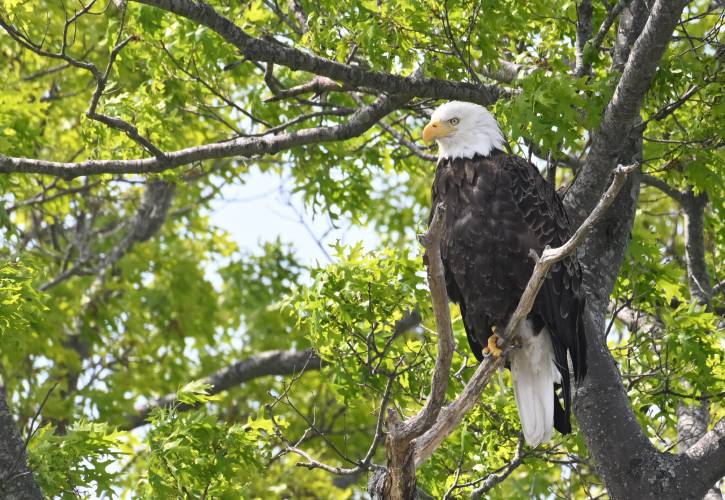 A bald eagle sits in a tree above the Quabbin Reservoir near New Salem. 