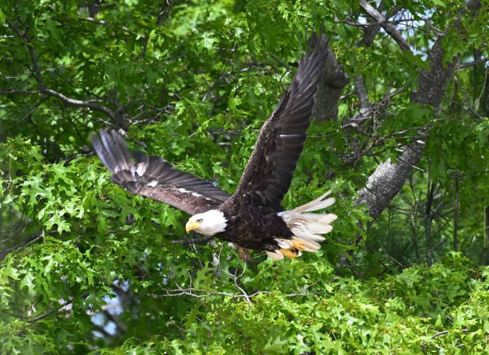 A bald eagle flies above the Quabbin Reservoir near New Salem. 