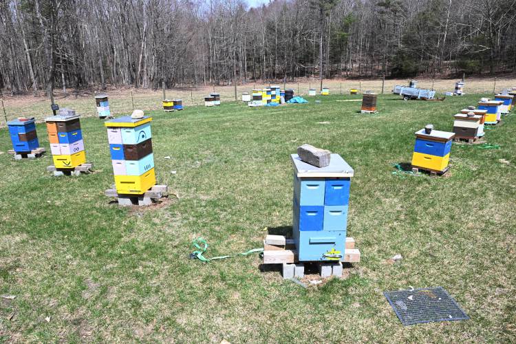 Bees are active on a warm spring day at the Bear River Bee Farm in Ashfield.