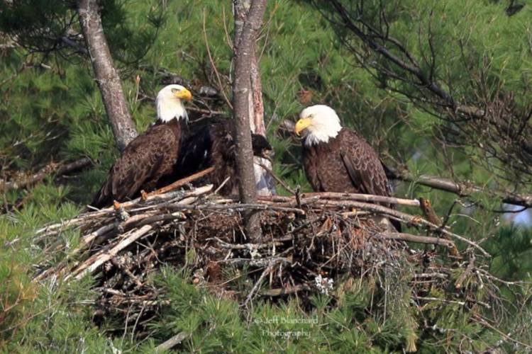 Eagles and an eaglet at the Eagle Reserve Conservation Area.