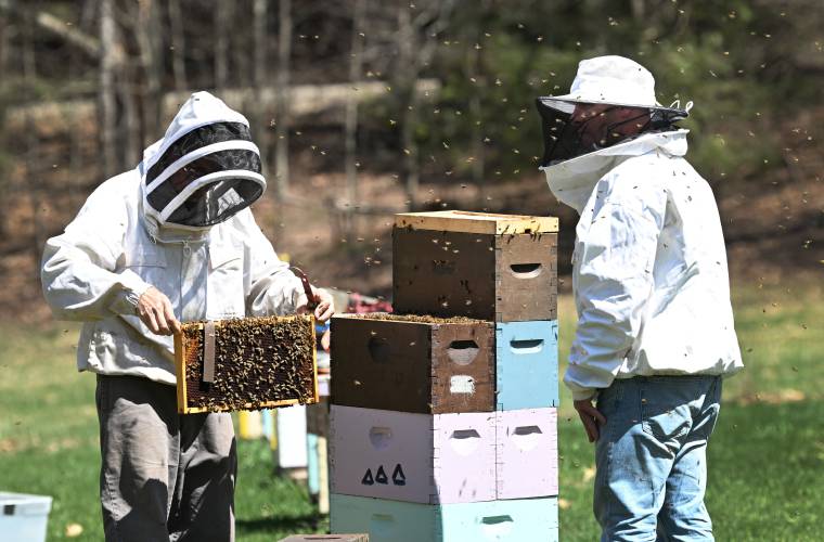 Mark Burton of Bear River Bee Farm, left, opens up a hive as Wendell resident Adam Zaykoski looks on in Ashfield.