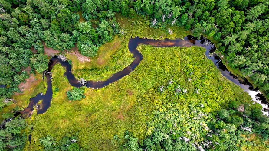 A riparian habitat protected in Winchendon this year by Mount Grace and Mass Audubon. A riparian habitat protected in Winchendon this year by Mount Grace and Mass Audubon.