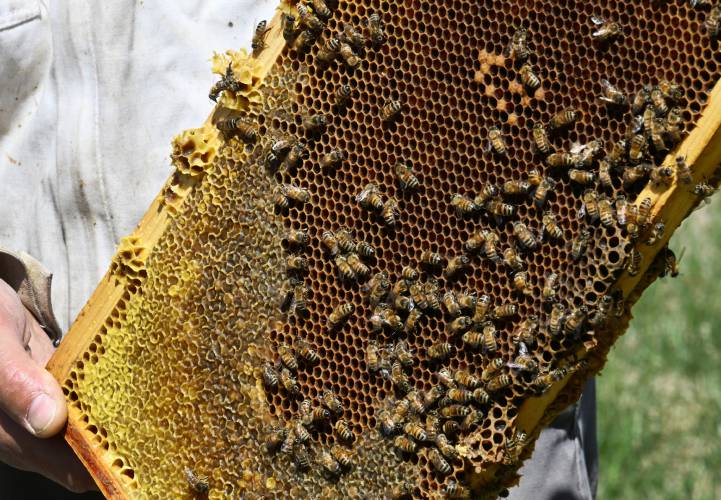 Mark Burton of Bear River Bee Farm with a brood comb from one of his hives in Ashfield. 