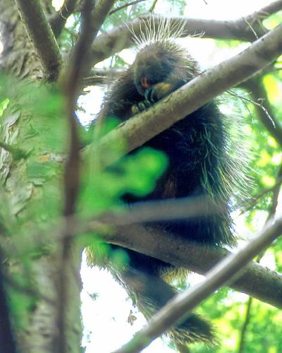 This porcupine, taking refuge in an eastern hemlock tree, appears to be smiling for the camera. Note the orange color of the porcupine's self-sharpening teeth. This porcupine, taking refuge in an eastern hemlock tree, appears to be smiling for the camera. Note the orange color of the porcupine's self-sharpening teeth.