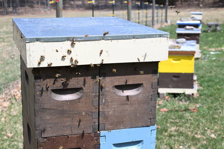 Bees are active on a warm spring day at the Bear River Bee Farm in Ashfield.