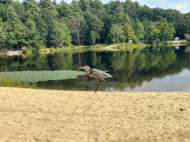 A heron strolls across the beach at Silver Lake Park in Athol.
