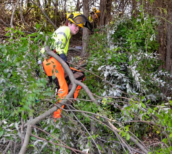 Miles Plitt pulls out branches of autumn olive, an invasive species he just cut on a piece of property in South Hadley as part of the NextGen Forest Project, a pilot program run by The Nature Conservancy.