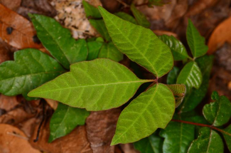 Close up shot of poison ivy leaves, with bright new leaves showing red edges Close up shot of poison ivy leaves, with bright new leaves showing red edges