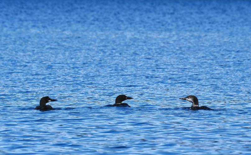 ABOVE: Two adult and one immature loons surface between dives in the Quabbin Reservoir near Gate 31 in New Salem. BELOW: Mike Magee of Orange (standing) met recently with Athol's Conservation Commission to urge members to oppose S 447, a bill filed by state Sen. Jo Comerford, which he says could have a negative impact on the Quabbin Reservoir.