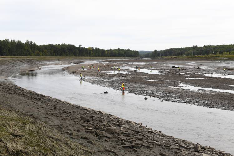 People fan out to search for sea lampreys and other aquatic life in the drained power canal in Turners Falls on Monday. The power canal is drained annually for maintenance.