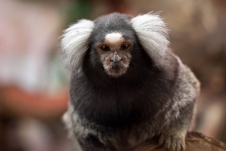 People for Ethical Treatment of Animals will receive all videos, photos and other documentation associated with experiments involving marmoset monkeys in a University of Massachusetts laboratory