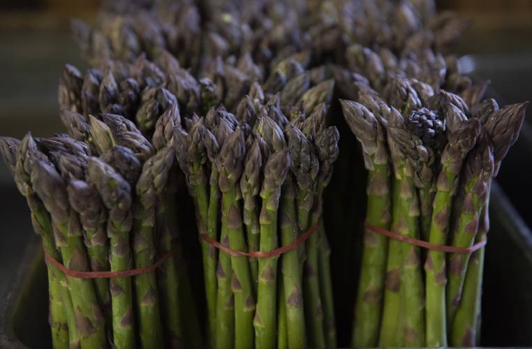 Freshly picked asparagus in Hadley. Freshly picked asparagus in Hadley.