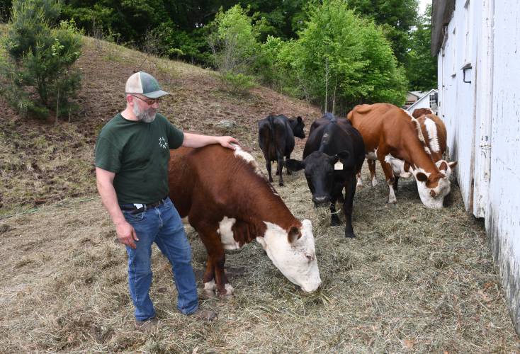 Aaron Moody of Moody Family Farm with some of his cattle. “We currently have 13 cows, including five cow-calf pairs. One mama had two calves with us here. We also have a bull and a heifer. We plan to grow to about 30 head to fit within our available pasture,” he says.